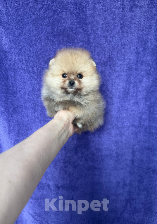 Собаки в Москве: Девочка мини Девочка, 30 000 руб. - фото 1