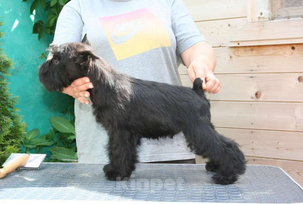 Собаки в Александрове: Красавец Мальчик, 60 000 руб. - фото 4