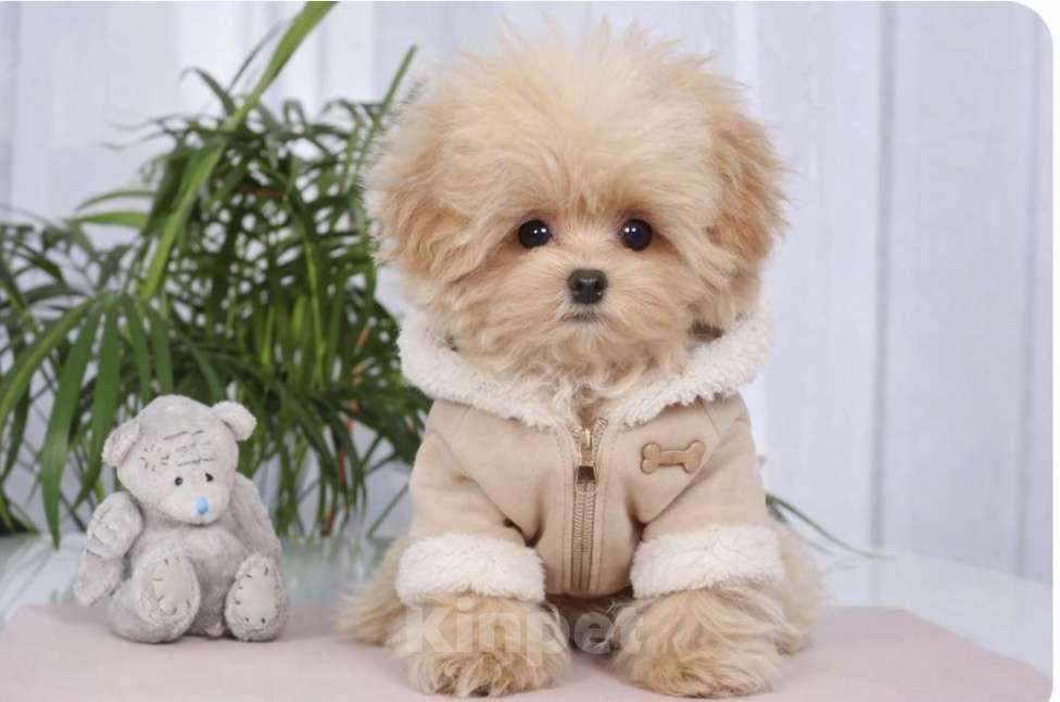 Собаки в Москве: Мальтипу мини f 1 Мальчик, 120 000 руб. - фото 2