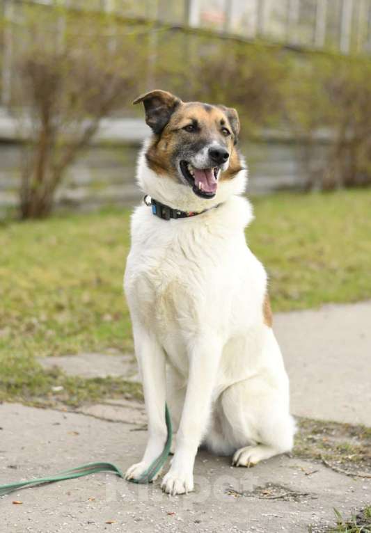 Собаки в Туле: Амуру очень нужен Дом Мальчик, Бесплатно - фото 7