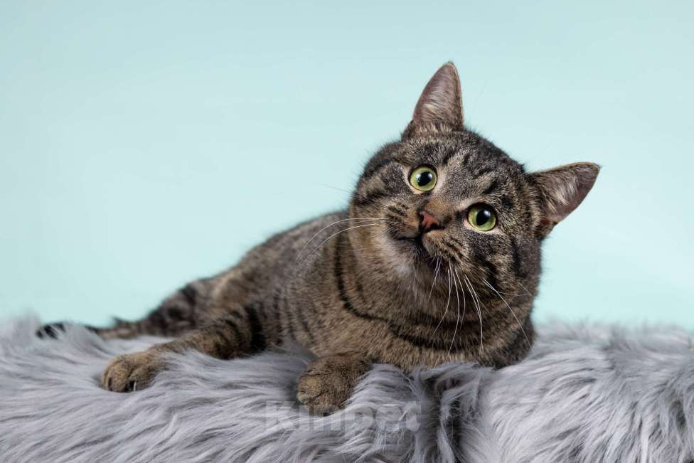 Кошки в Москве: Ищет дом шикарный, молодой кот Капитан! Ласково — Тоша Мальчик, 10 руб. - фото 5