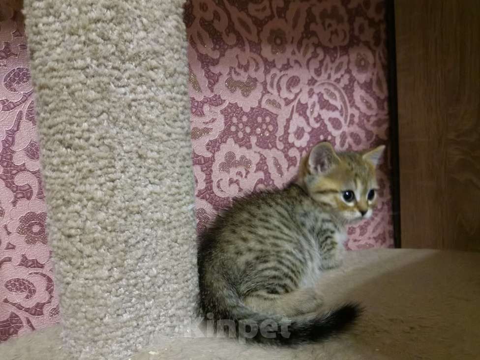 Кошки в Москве: Британские и Шотландские котята  Девочка, 12 000 руб. - фото 5
