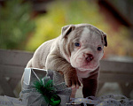 Собаки в Балашихе: Щенок американского булли Девочка, 150 000 руб. - фото 2