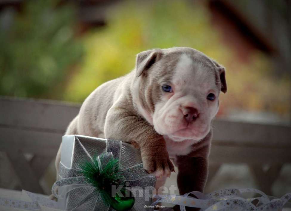 Собаки в Балашихе: Щенок американского булли Девочка, 150 000 руб. - фото 2