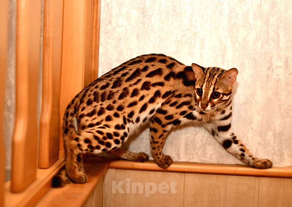 Кошки в других городах Краснодарского края: Азиатские леопардовые бенгальские котята Девочка, 80 000 руб. - фото 4