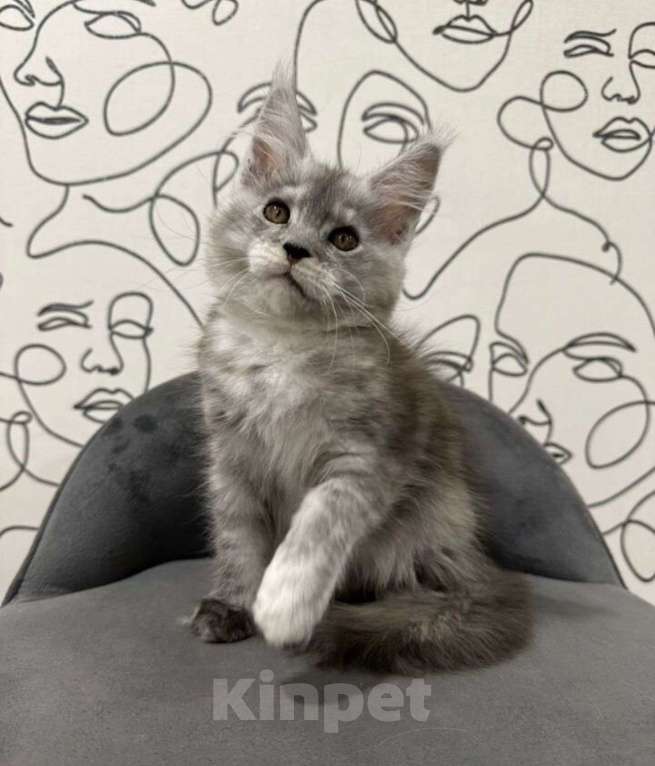 Кошки в Нижнем Новгороде: Котенок породы Мейн-кун Мальчик, Бесплатно - фото 1