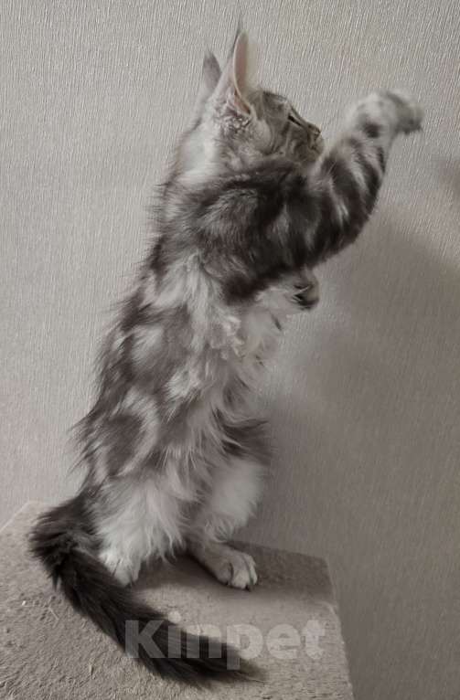 Кошки в Москве: Котята мейн-кун Девочка, 35 000 руб. - фото 8