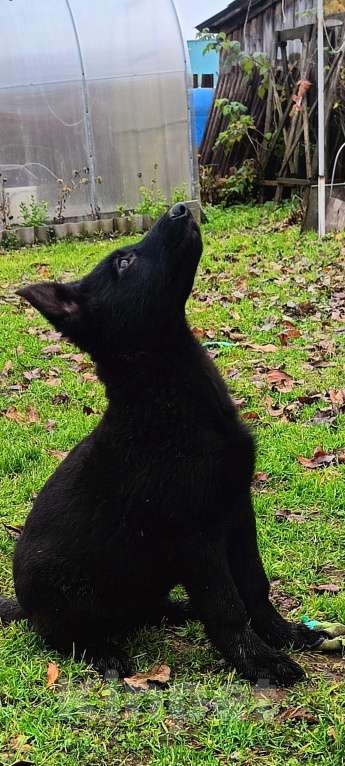 Собаки в Кольчугино: Щенки немецкой овчарки. Девочка, 15 000 руб. - фото 6