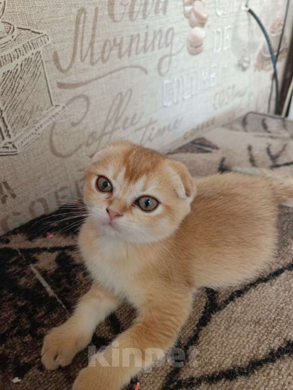 Кошки в Екатеринбурге: Вислоухая девочка окраса ny11 Девочка, 16 000 руб. - фото 5