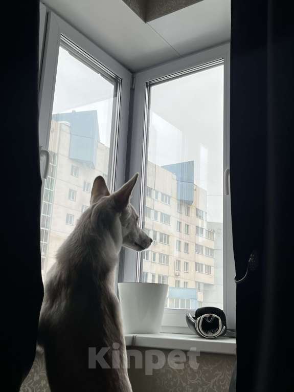 Собаки в Барнауле: Отдам в добрые руки Мальчик, Бесплатно - фото 3