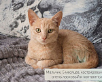 Кошки в Москве: Ищут дом настоящие комочки счастья Разнополые, Бесплатно - фото 6