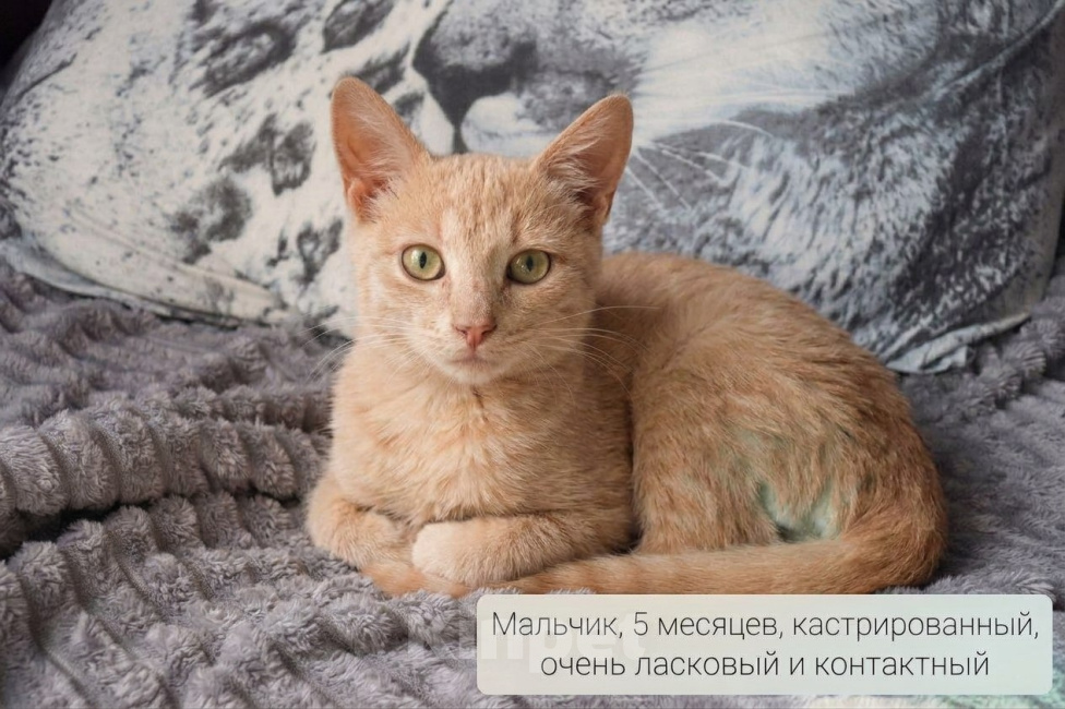 Кошки в Москве: Ищут дом настоящие комочки счастья Разнополые, Бесплатно - фото 6