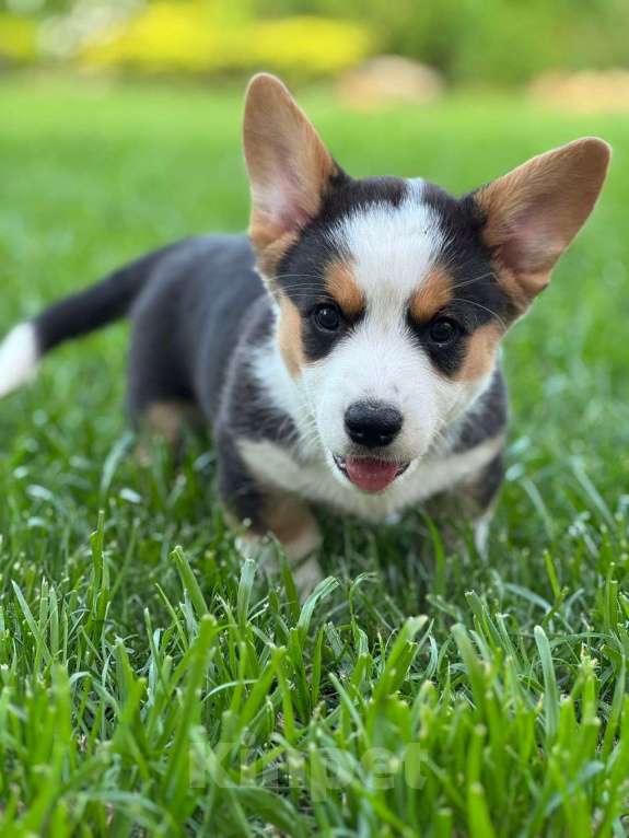 Собаки в Липецке: Вельш корги кардиган Мальчик, 80 000 руб. - фото 3