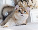 Кошки в Владивостоке: Британский котенок Хасан Мальчик, 70 000 руб. - фото 2