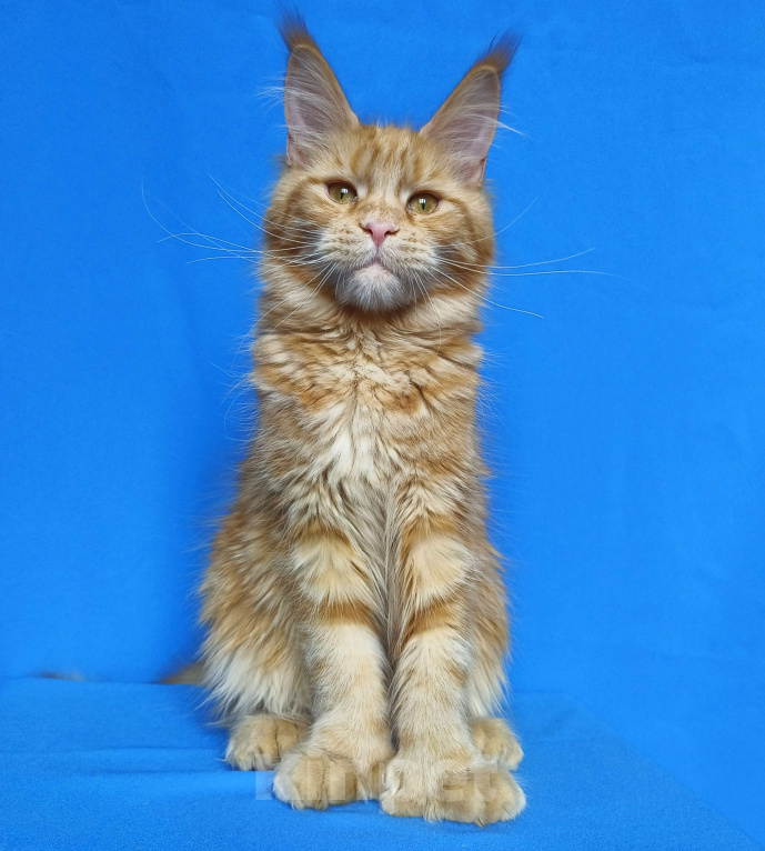 Кошки в Москве: Котёнок Мейн-Кун полидакт Девочка Девочка, 70 000 руб. - фото 1