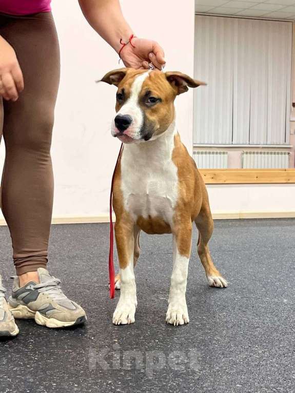 Собаки в Москве: АСТ Мальчик, 50 000 руб. - фото 5