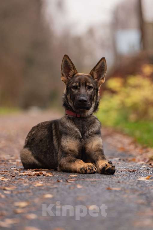 Собаки в Бронницах: Щенок немецкой овчарки Девочка, 50 000 руб. - фото 4