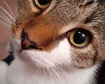 Кошки в Владикавказе: Отдам в хорошие руки Мальчик, 10 руб. - фото 1