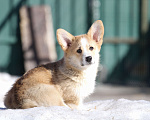 Собаки в Москве: Вельш корги пемброк Девочка, 40 000 руб. - фото 3