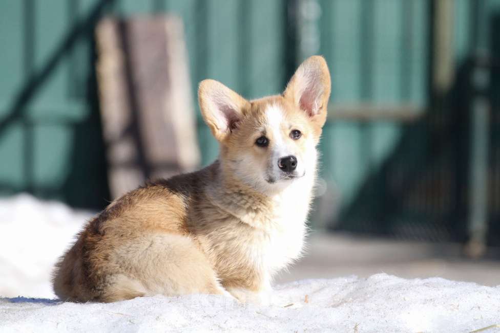 Собаки в Москве: Вельш корги пемброк Девочка, 40 000 руб. - фото 3