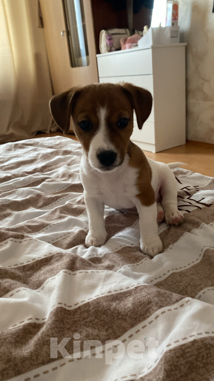 Собаки в Чехове-2: Джек рассел Мальчик, 5 000 руб. - фото 4