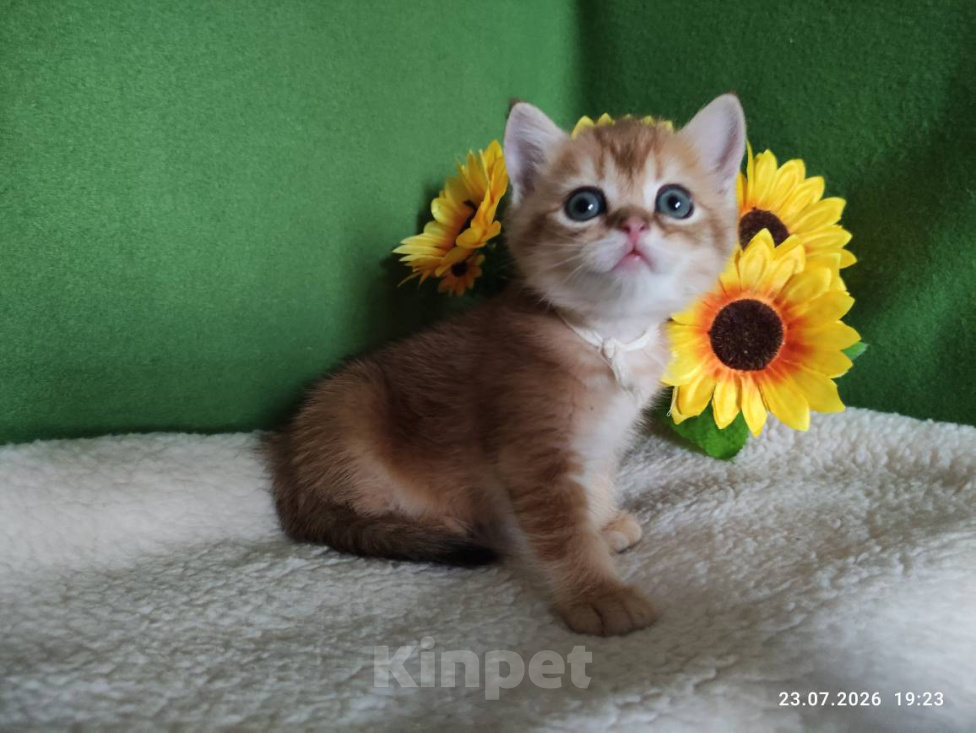 Кошки в Москве: Котик Kompot скоттиш страйт в золотом окрасе ny25 Мальчик, Бесплатно - фото 6