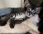Кошки в Каменске-Шахтинском: Ориентадьный котенок Мальчик, Бесплатно - фото 3