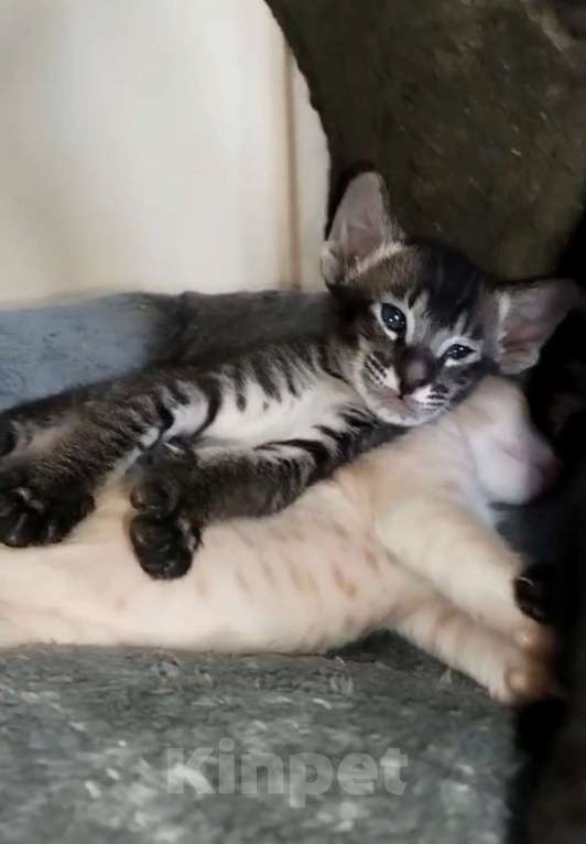 Кошки в Каменске-Шахтинском: Ориентадьный котенок Мальчик, Бесплатно - фото 3