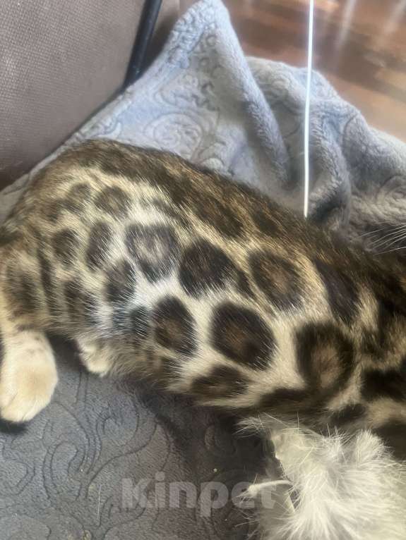 Кошки в Москве: Мальчик  Мальчик, 30 000 руб. - фото 2