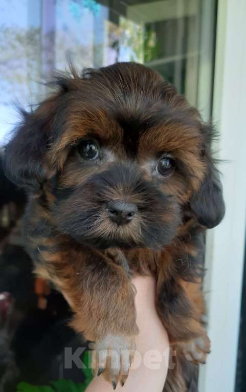 Собаки в Санкт-Петербурге: Щенок Петербургской Орхидеи Мальчик, 50 000 руб. - фото 3