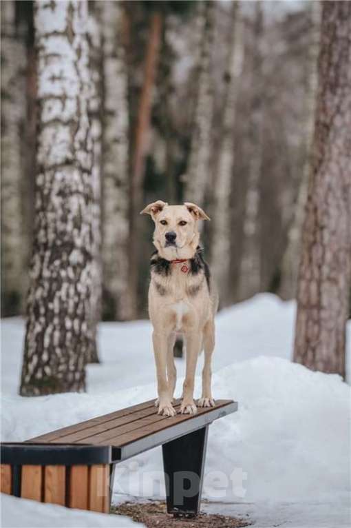 Собаки в Москве: Чудесный пёс Дэнвер в добрые руки. Мальчик, Бесплатно - фото 6
