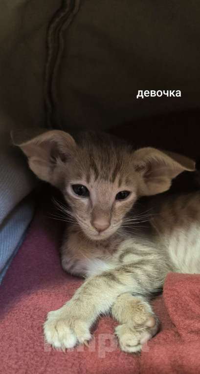 Кошки в Москве: Ориентальные котята Девочка, 60 000 руб. - фото 3