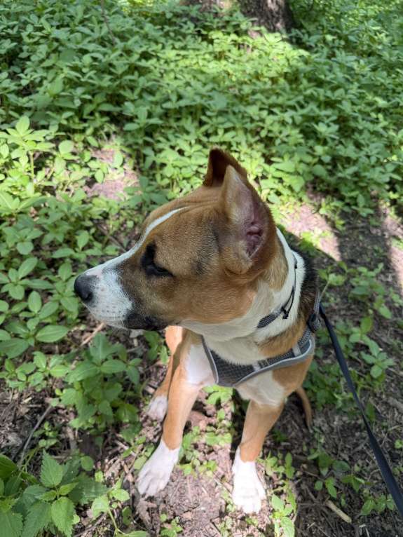 Собаки в Москве: В добрые руки  Мальчик, Бесплатно - фото 5