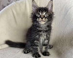 Кошки в Дмитрове: Черный мраморный мальчик мейн кун Мальчик, 40 000 руб. - фото 3