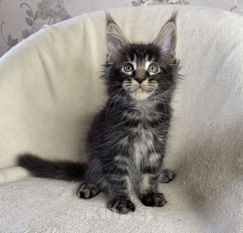 Кошки в Дмитрове: Черный мраморный мальчик мейн кун Мальчик, 40 000 руб. - фото 3