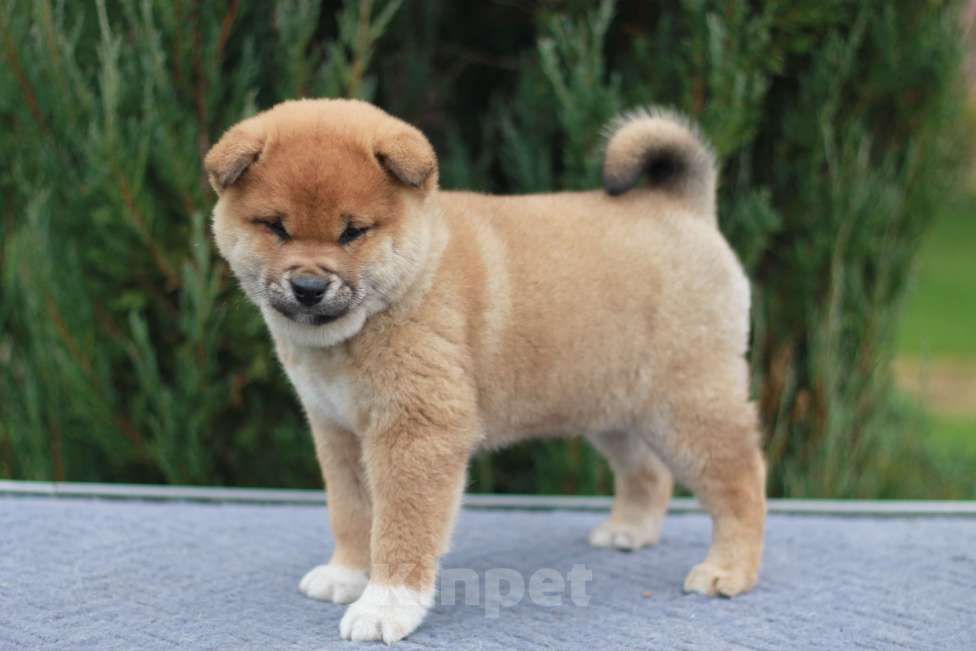 Собаки в Сергиеве Посаде: Сиба Ину девочка Девочка, 60 000 руб. - фото 4