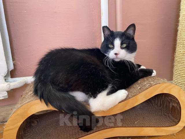 Кошки в Санкт-Петербурге: Робкий и ласковый очень ждет своих кото-родителей Мальчик, Бесплатно - фото 2