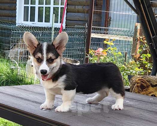 Собаки в Москве: Девочка. Ближнее Подмосковье. Девочка, 40 000 руб. - фото 4