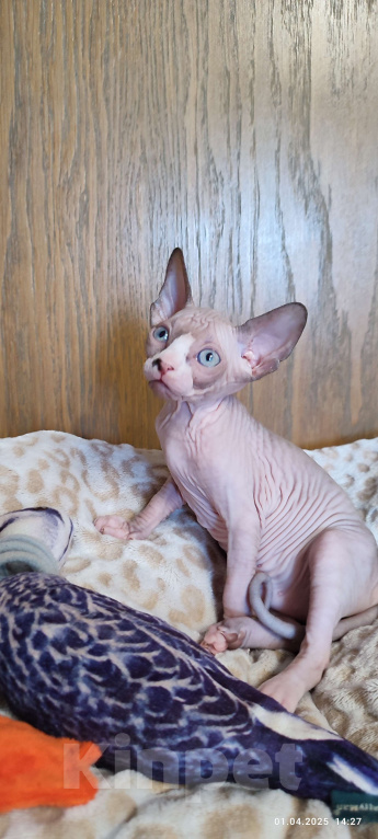 Кошки в Москве: Беттина -канадский сфинкс  Девочка, Бесплатно - фото 2