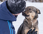 Собаки в Солнечногорске: Девочка, 1 год, в добрые руки Девочка, Бесплатно - фото 2