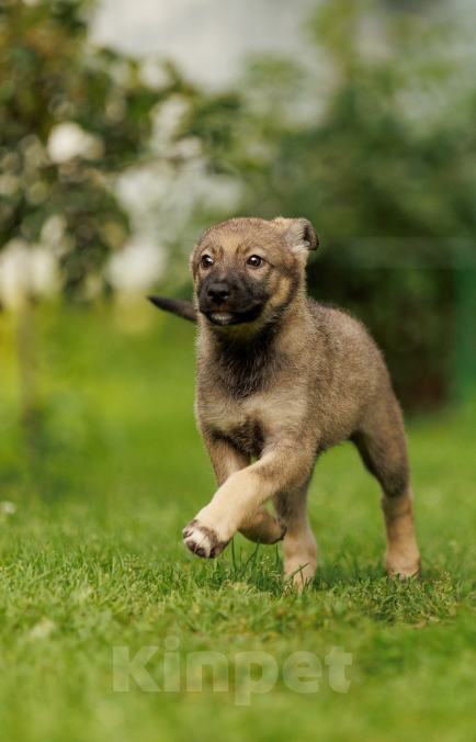 Собаки в Бронницах: Письмо от щенка Девочка, Бесплатно - фото 6