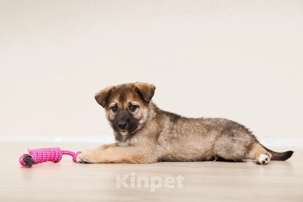 Собаки в Лосином-Петровском: Форест якутенок Мальчик, Бесплатно - фото 8