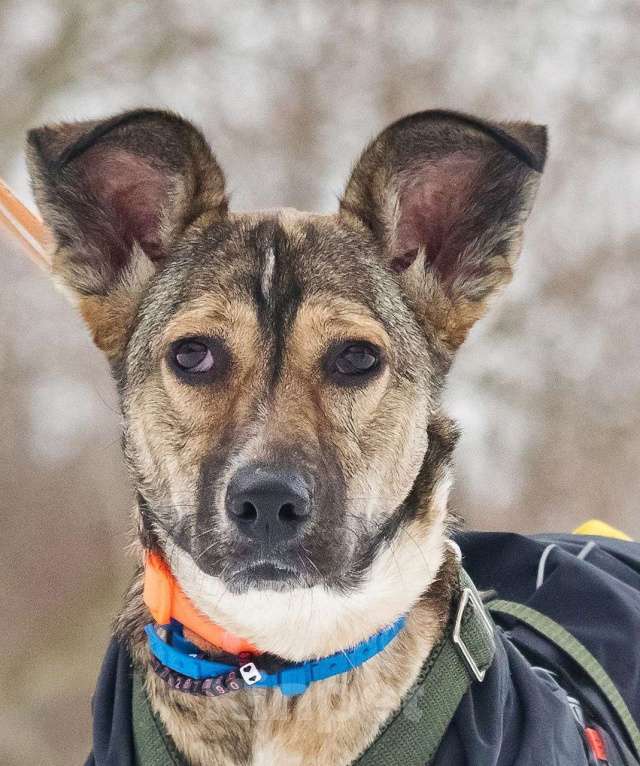 Собаки в Москве: Машутка ищет дом Девочка, Бесплатно - фото 4