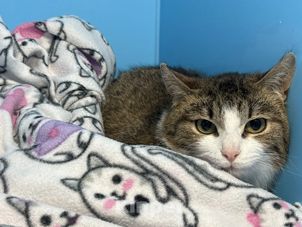 Кошки в Москве: Молодой котик в добрые руки Мальчик, Бесплатно - фото 3