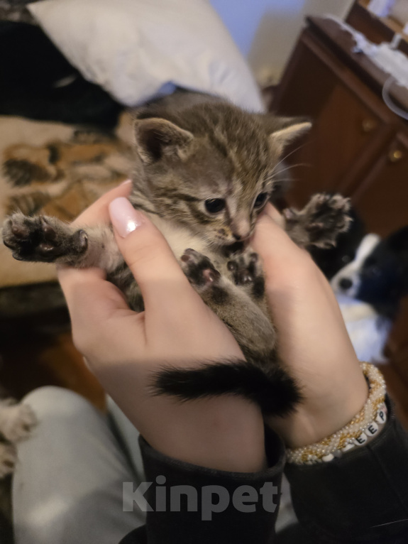 Кошки в других городах Московской области: Отдам котёнка мальчик или девочка в добрые руки Мальчик, Бесплатно - фото 7