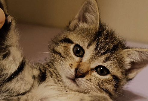 Кошечка