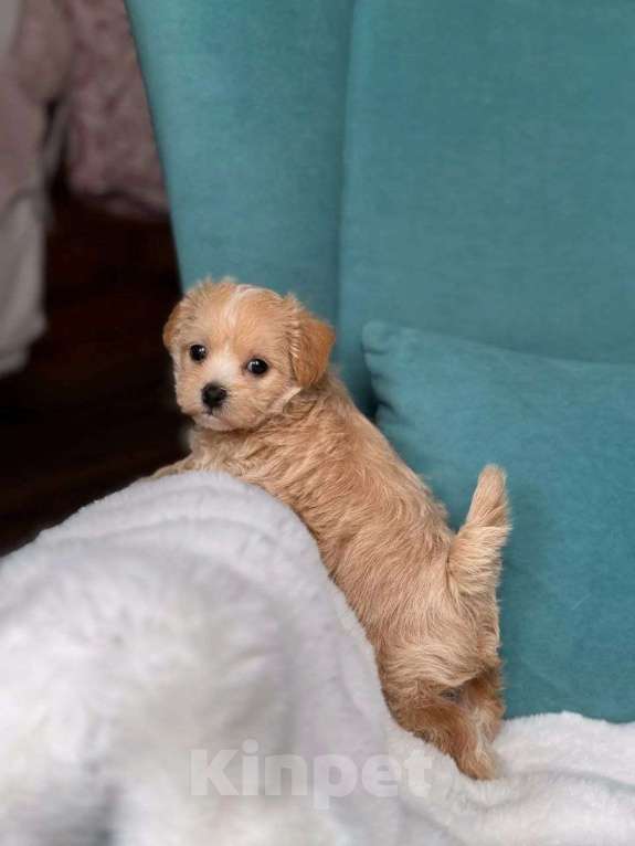 Собаки в Чехове: Мальтипу Ф1 Девочка, Бесплатно - фото 2