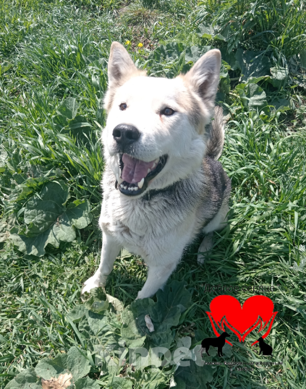 Собаки в Тамбове: Щербет  Мальчик, Бесплатно - фото 3