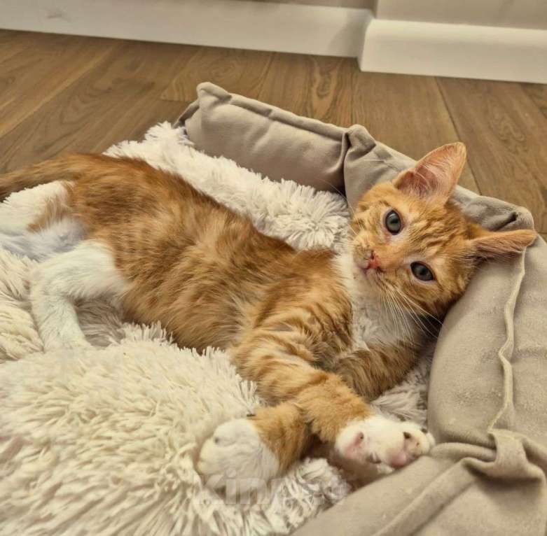 Кошки в Москве: Рыжий котенок Лёва ищет домик! Девочка, Бесплатно - фото 4