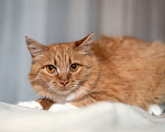 Кошки в Москве: Рыжая ласковая кошка Лисена в добрые руки Девочка, 1 руб. - фото 2